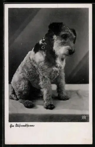 AK Hund sitzt auf einem Podest