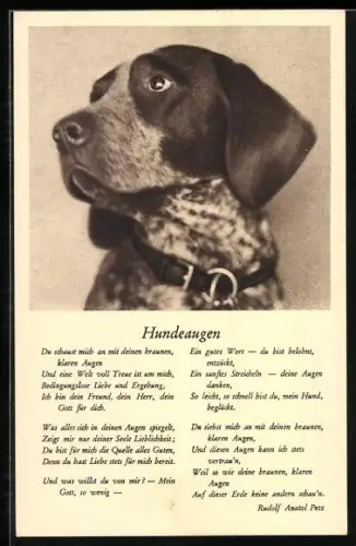 AK Wien, Tierschutzverein für Wien und Umgebung, Schulhof 6, Hundeaugen