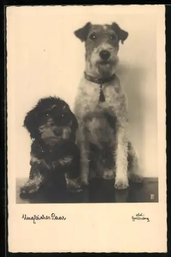 AK Ein ungleiches Paar, Terrier und Dackel
