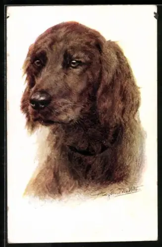 AK Brauner Spaniel mit treuem Blick