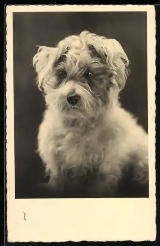 AK Porträt eines kleinen Hundes mit zotteligem Fell