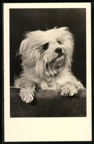 AK Süsser Terrier wartet auf seine Belohnung