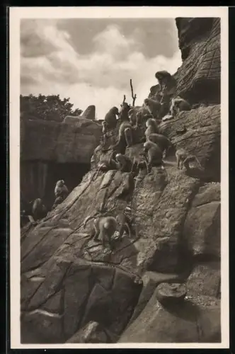 AK Hamburg, Carl Hagenbeck`s Tierpark, Affenfelsen, Mantelpaviane