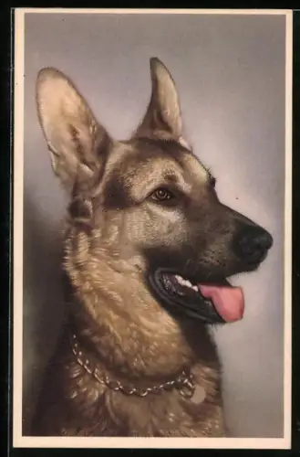 AK Schäferhund guckt aufmerksam