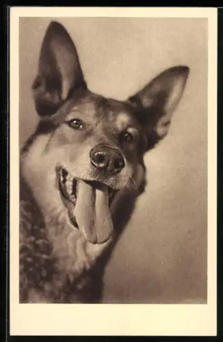 AK WienI, Tierschutzverein, Gesicht eines Schäferhundes