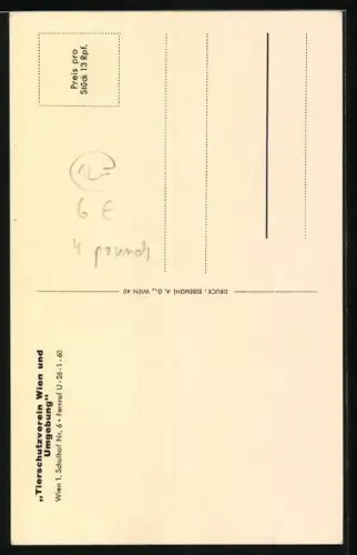 AK WienI, Tierschutzverein, Gesicht eines Schäferhundes