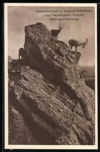 AK Hamburg-Stellingen, Alpensteinböcke und nubische Steinböcke in Hagenbecks Tierpark