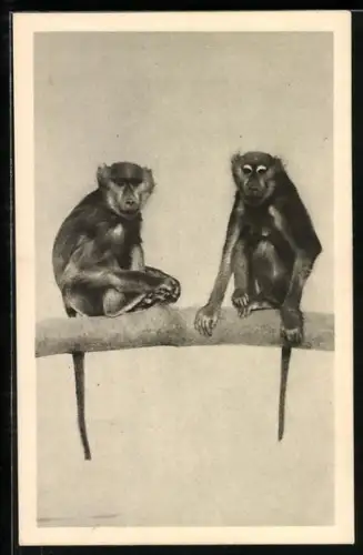 AK Sphinx-Paviane auf Stamm