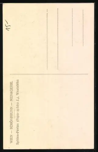 AK Sphinx-Paviane auf Stamm