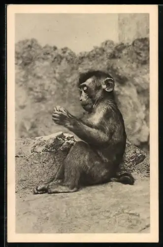 AK Wien-Schönbrunn, Menagerie, Hinterindischer Schweinsaffe