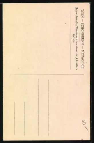 AK Wien-Schönbrunn, Menagerie, Hinterindischer Schweinsaffe