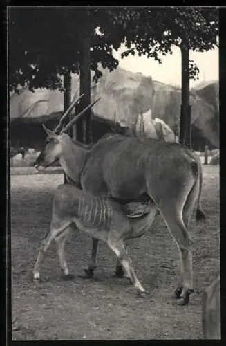 AK Paris, Parc Zoologique du Bois de Vincennes, Un Elandu Cap et son petit