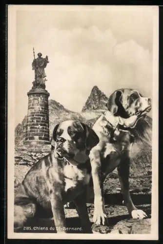 AK Hospice du Grand St-Bernard, Chiens du St-Bernard