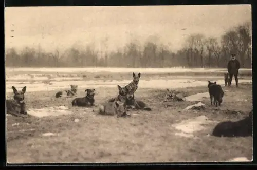 AK Sanitätshunde ruhen auf einer Wiese im Winter