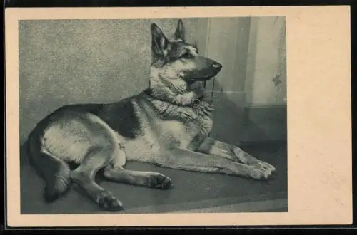 AK Österr. Tierschutzverein, Deutscher Schäferhund