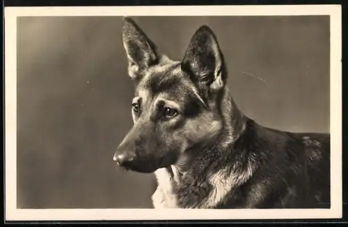 AK Kopfportrait von Schäferhund