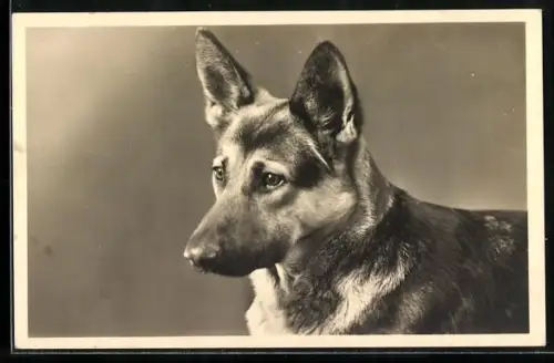 AK Kopfportrait von Schäferhund