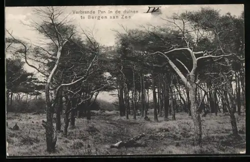 AK Bergen aan Zee, Verbrande Pan in de duinen