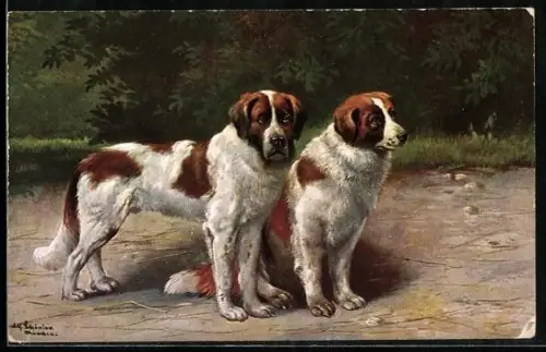 Künstler-AK Alfred Schönian: zwei Bernhardiner