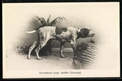 AK Jagdhund-Vorstehhund bei der Spurensuche