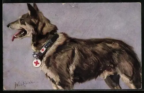 Künstler-AK Sanitätshund im Felde, 1. Deutscher Schäferhund