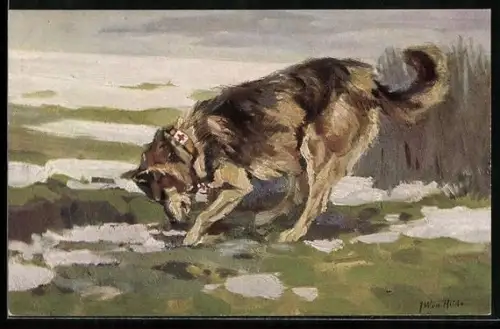 Künstler-AK Sanitätshund im Felde