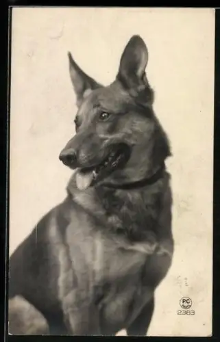 AK Schäferhund mit hängender Zunge