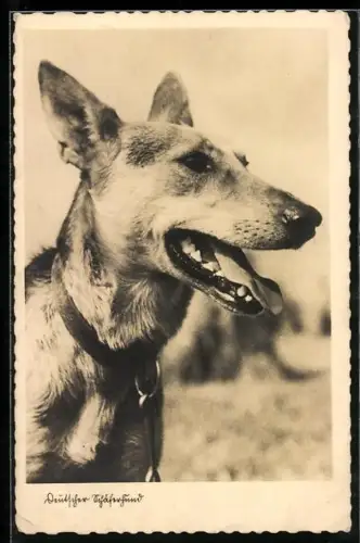 AK Kopf eines Schäferhundes