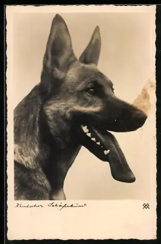 AK Deutscher Schäferhund mit rausgestreckter Zunge, Profilbild