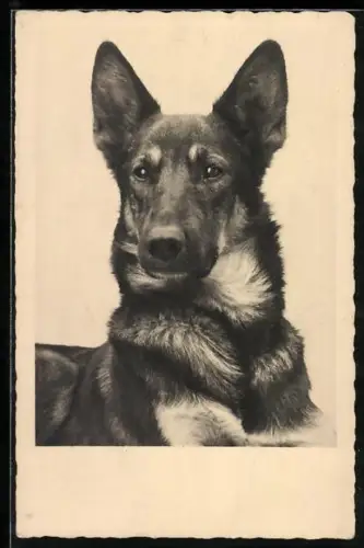 AK Schäferhund hat aufmerksam die Ohren aufgestellt