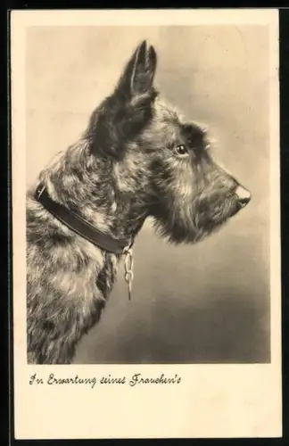 AK Foxterrier mit Halsband, Seitenportrait