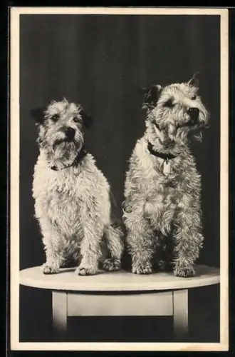 AK Zwei Terrier auf einem Tischchen