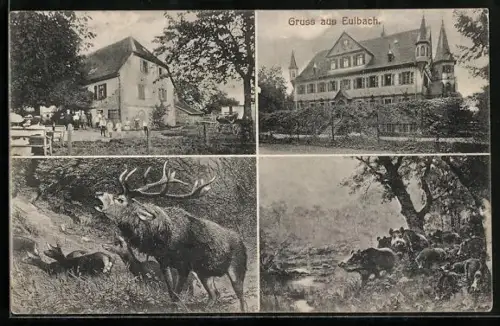 AK Eulbach, Forsthaus, röhrender Hirsch, Wildschweine