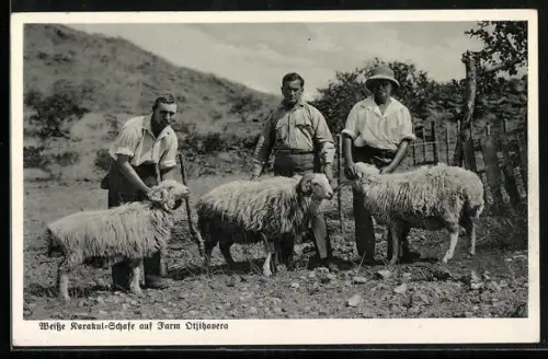 AK Otjihavera, weisse Karakul-Schafe und Bauern auf der Farm