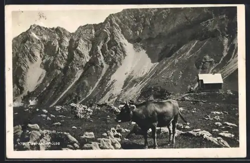 AK Oberzalimhütte, Kühe weiden vor der Berghütte