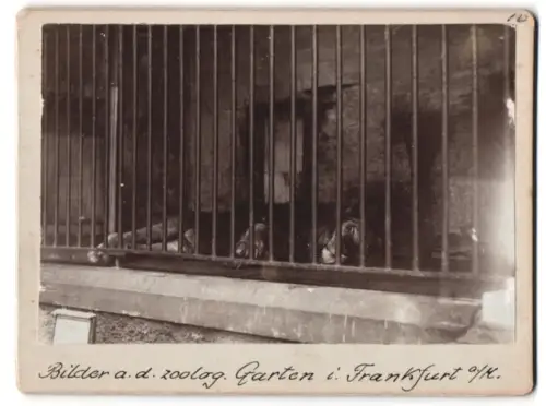 Fotografie unbekannter Fotograf, Ansicht Frankfurt / Main, Löwe im Zoologischen Garten