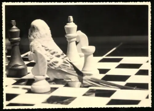Fotografie Wellensittich auf einem Schachbrett, Schach