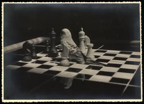 Fotografie kleiner Wellensittich zwischen Schach Figuren, Schachbrett