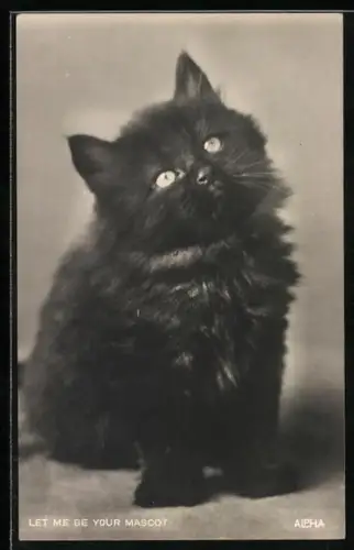 AK Let me be your mascot, Little black cat