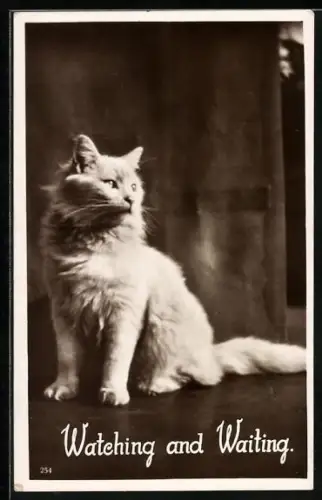 AK Watching and Waiting, White Cat