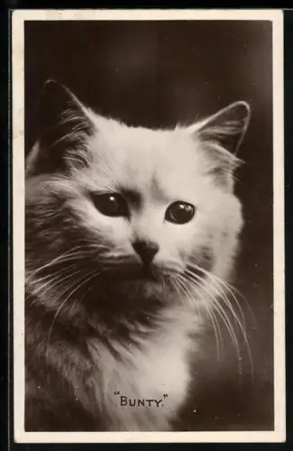 AK Bunty, White Cat