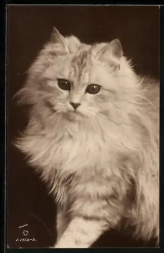 AK Weisse Katze, Portrait