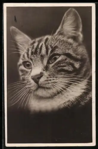 AK Getigerte Katze, Portrait