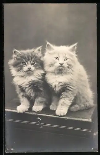 AK Zwei Katzenkinder auf einer Truhe
