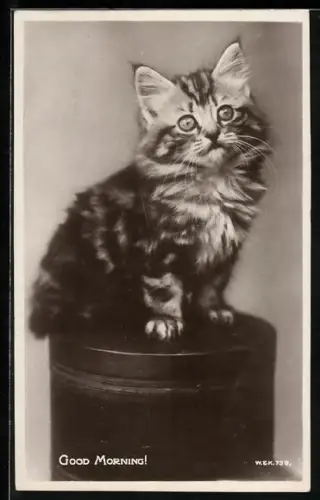 AK Katzenbaby auf einer Hutschachtel