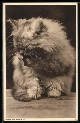 AK Wash and Brush Up, Cat