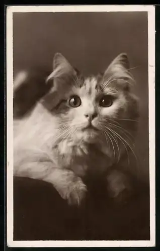 AK Auf dem Bauch liegende Katze, Portrait