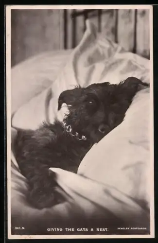 AK Giving the Cats a Rest, Kleiner Terrier im Bett