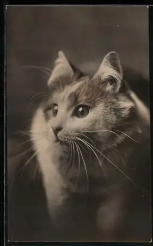 AK Katze mit aufmerksamem Blick, Portrait