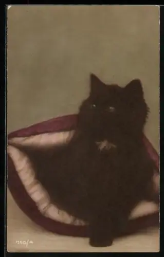 AK Katzenkind auf einem Kissen